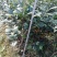 茶花，山茶花，杆径1~2公分，冠幅30~50厘米基地直销