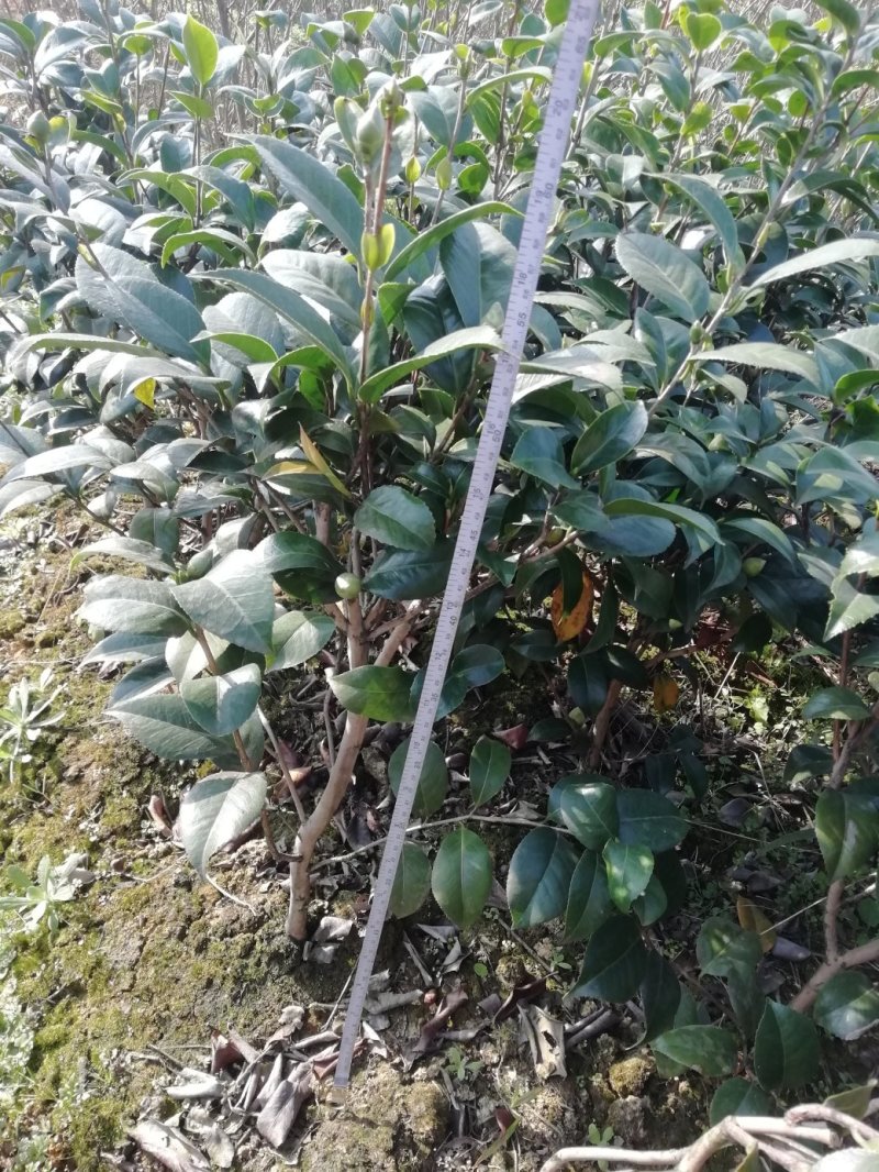 茶花，山茶花，杆径1~2公分，冠幅30~50厘米基地直销