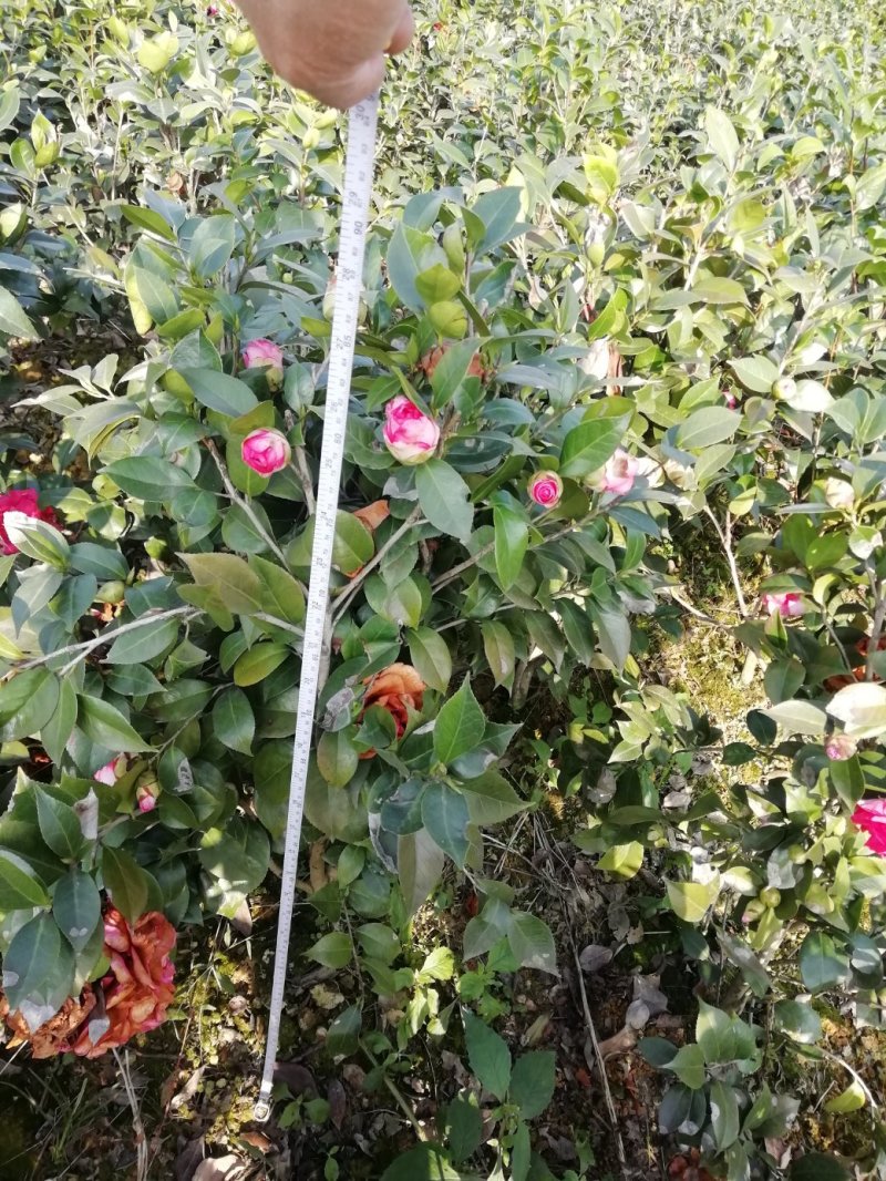 茶花，山茶花，杆径1~2公分，冠幅30~50厘米基地直销