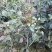 茶花，山茶花，杆径1~2公分，冠幅30~50厘米基地直销
