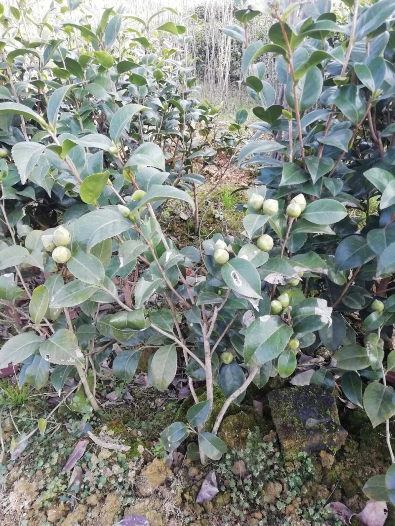 茶花，山茶花，杆径1~2公分，冠幅30~50厘米基地直销