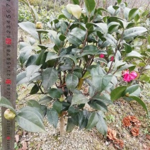 茶花，山茶花，杆径1~2公分，冠幅30~50厘米基地直销