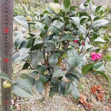 茶花，山茶花，杆径1~2公分，冠幅30~50厘米基地直销