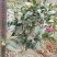 茶花，山茶花，杆径1~2公分，冠幅30~50厘米基地直销