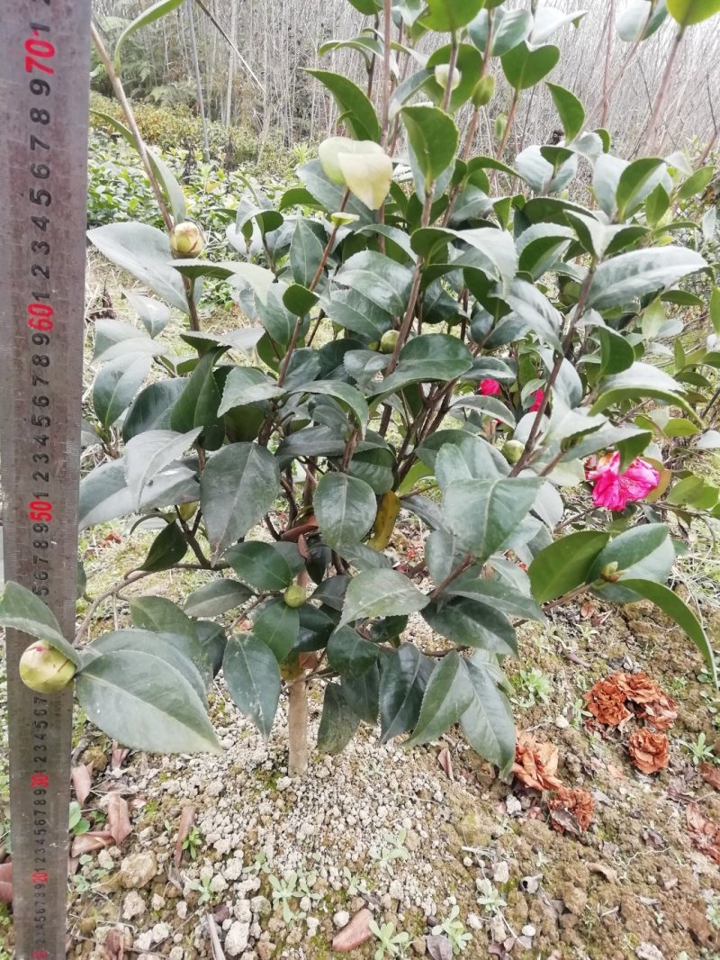 茶花，山茶花，杆径1~2公分，冠幅30~50厘米基地直销