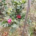 茶花，山茶花，杆径1~2公分，冠幅30~50厘米基地直销