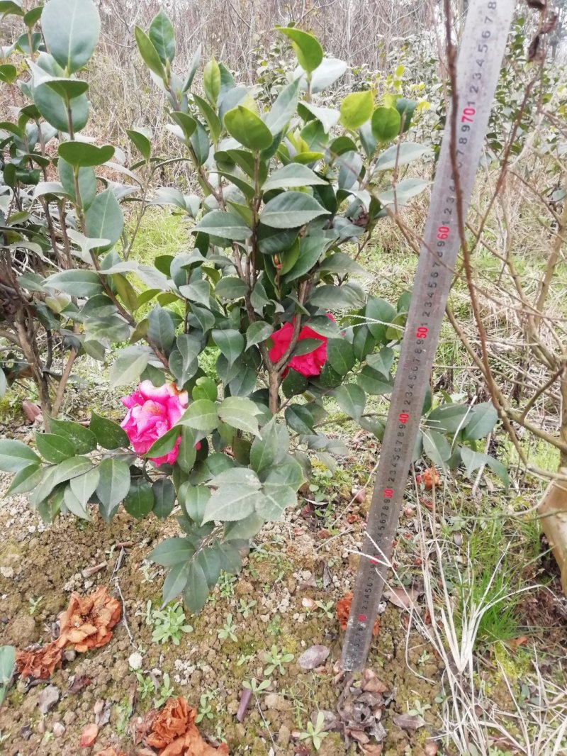 茶花，山茶花，杆径1~2公分，冠幅30~50厘米基地直销