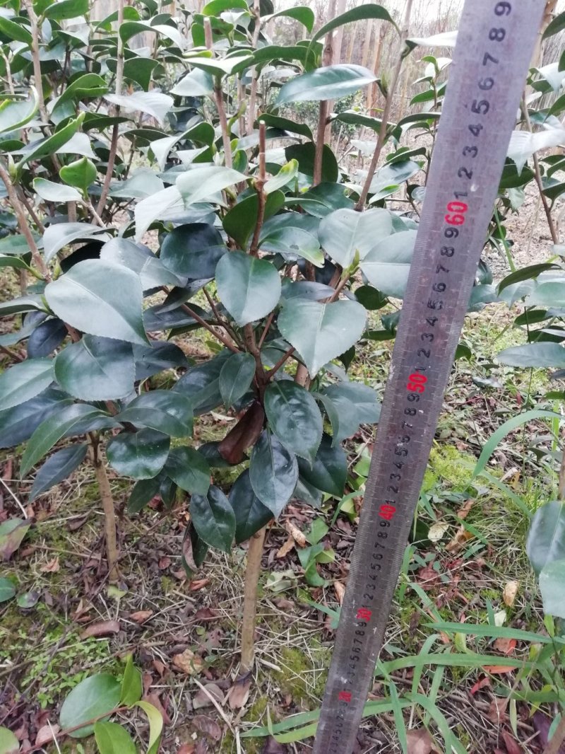 茶花，山茶花，杆径1~2公分，冠幅30~50厘米基地直销