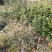 茶花，山茶花，杆径1~2公分，冠幅30~50厘米基地直销