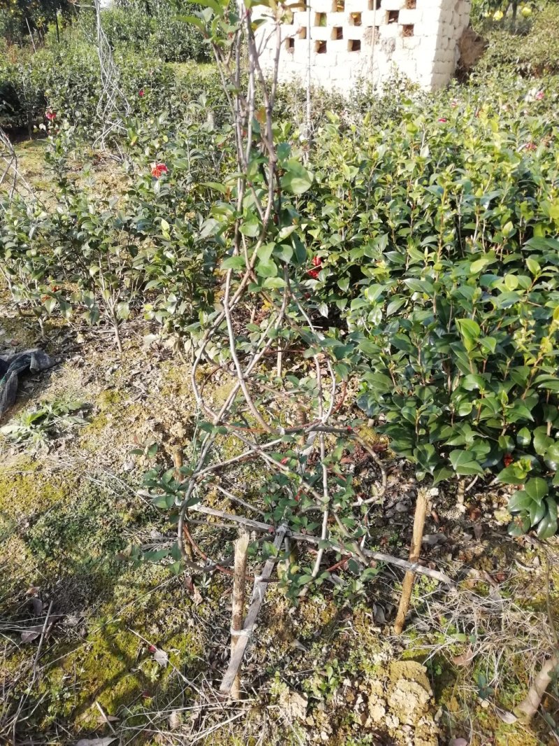 茶花，山茶花，杆径1~2公分，冠幅30~50厘米基地直销