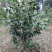 茶花，山茶花，杆径1~2公分，冠幅30~50厘米基地直销