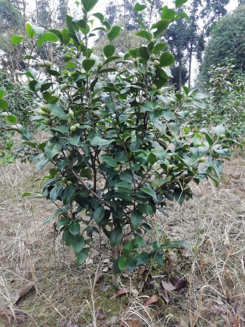 茶花，山茶花，杆径1~2公分，冠幅30~50厘米基地直销