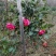 茶花，山茶花，杆径1~2公分，冠幅30~50厘米基地直销