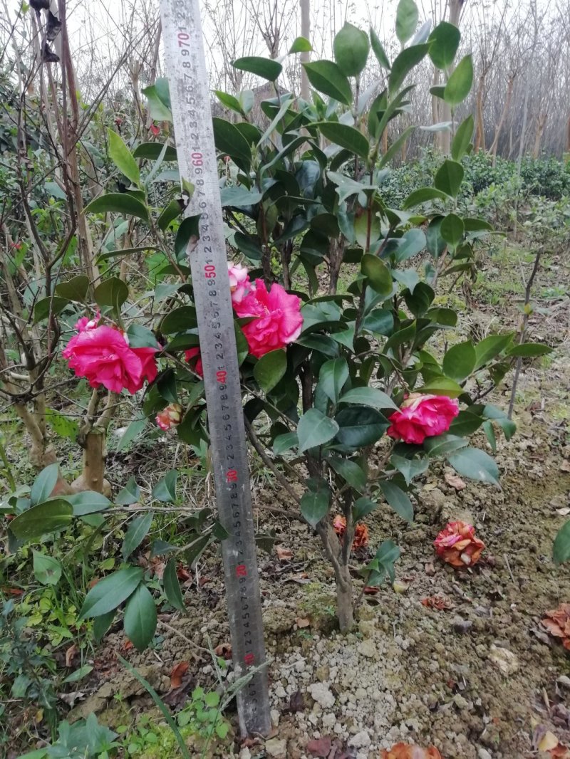 茶花，山茶花，杆径1~2公分，冠幅30~50厘米基地直销