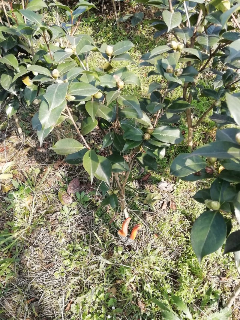 茶花，山茶花，杆径1~2公分，冠幅30~50厘米基地直销