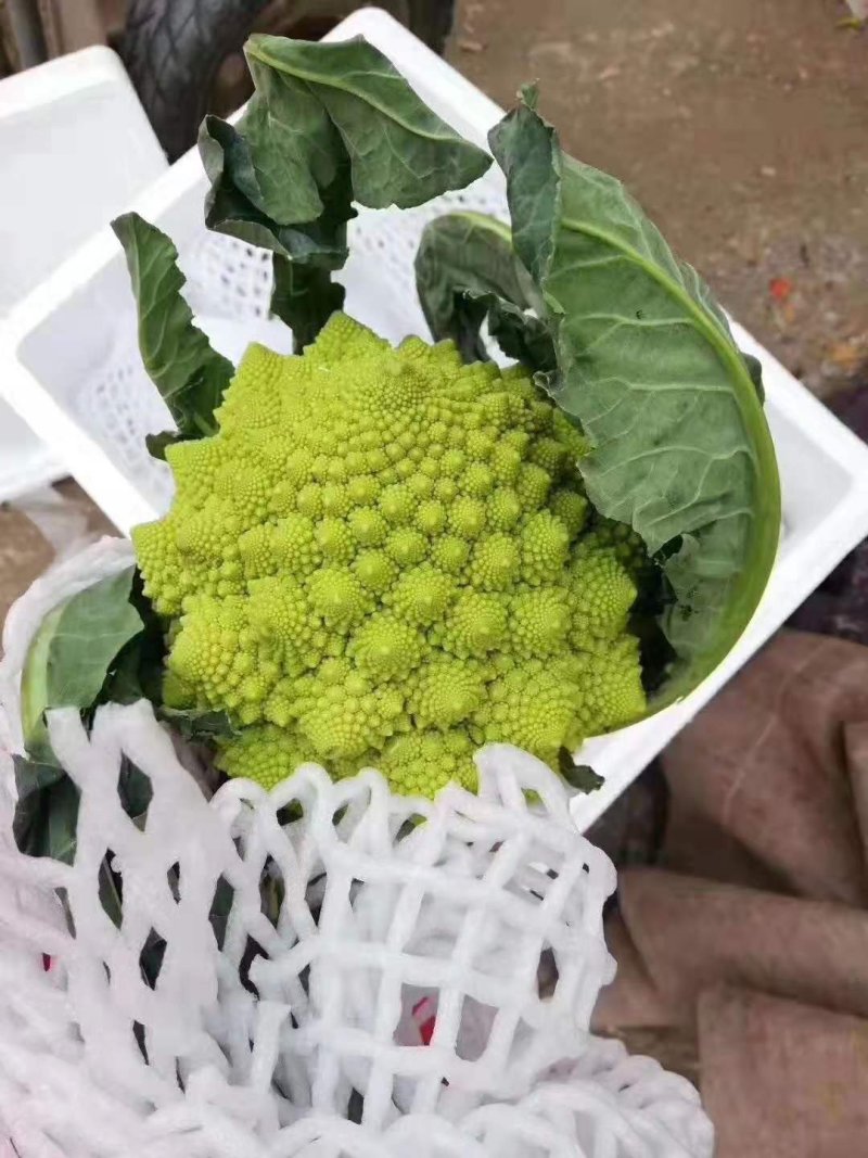 宝塔花宝塔菜（张北现货），质量优先，山东高品质