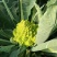 宝塔花宝塔菜（张北现货），质量优先，山东高品质