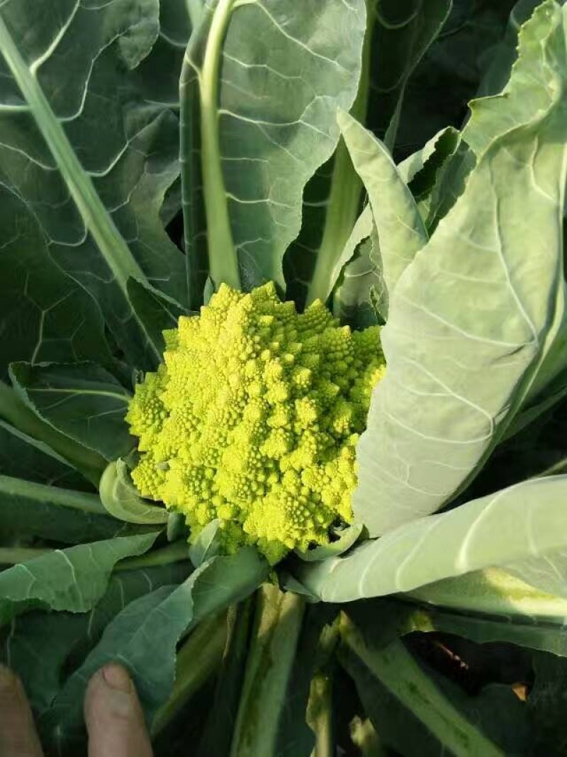 宝塔花宝塔菜（张北现货），质量优先，山东高品质