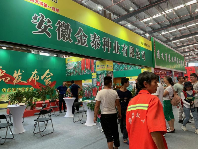 【金骄神龙】大螺丝椒辣椒种子陇椒全国发货