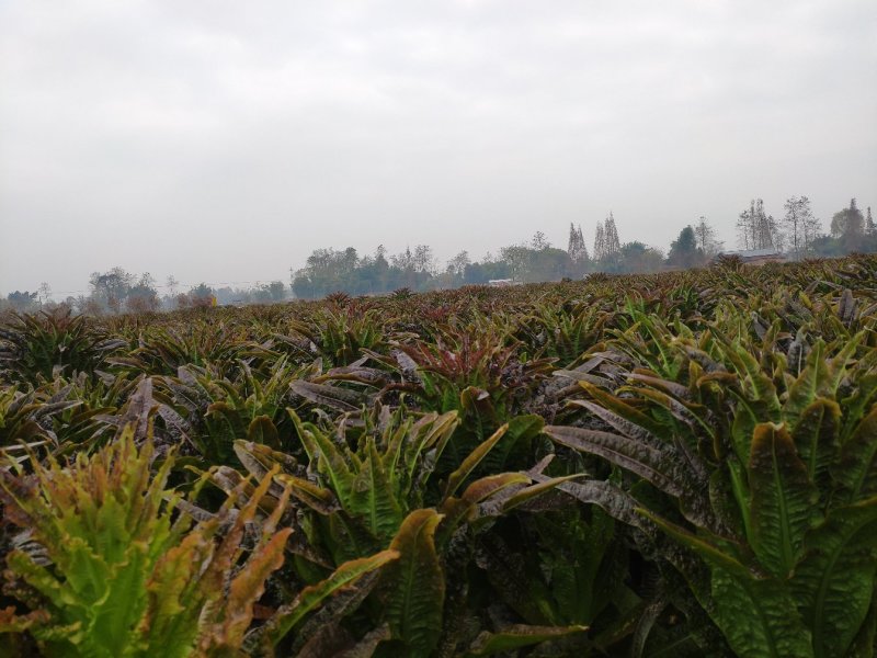 窝笋大量上市价格优惠要的老板联系哈
