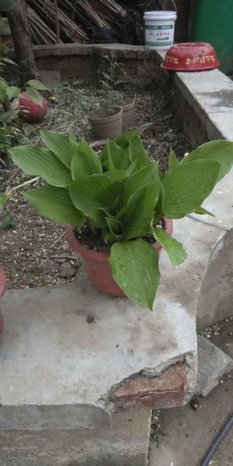 玉簪不含盆，有白花，紫花，金边等品种长期有货供应