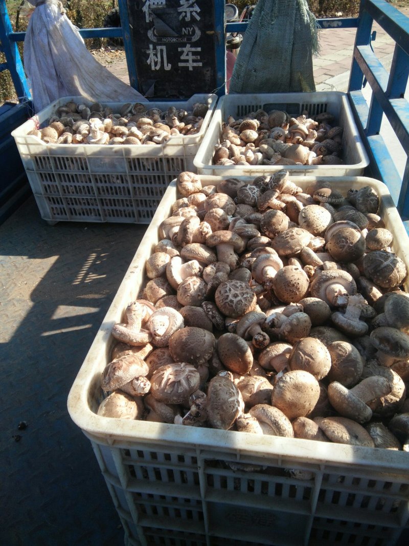 河南内乡鲜菇，春栽袋料鲜菇热销中新品上市价格适中