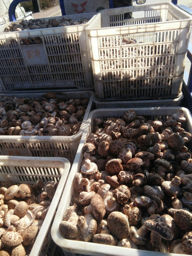 河南内乡春栽天然鲜菇现货大量供应，品质保证