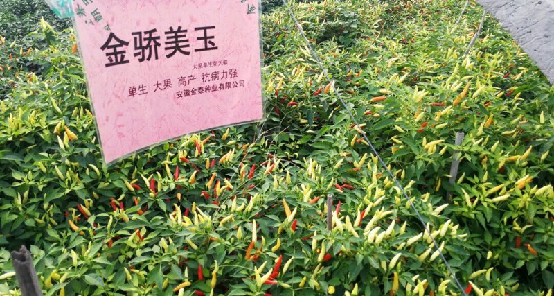 【金骄美玉】朝天椒辣椒种子泡椒种子小米辣泡椒米辣