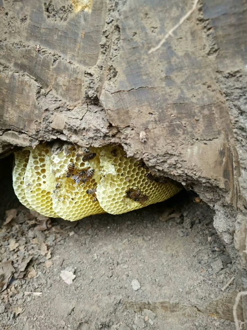 乡村土特产纯野生蜂蜜