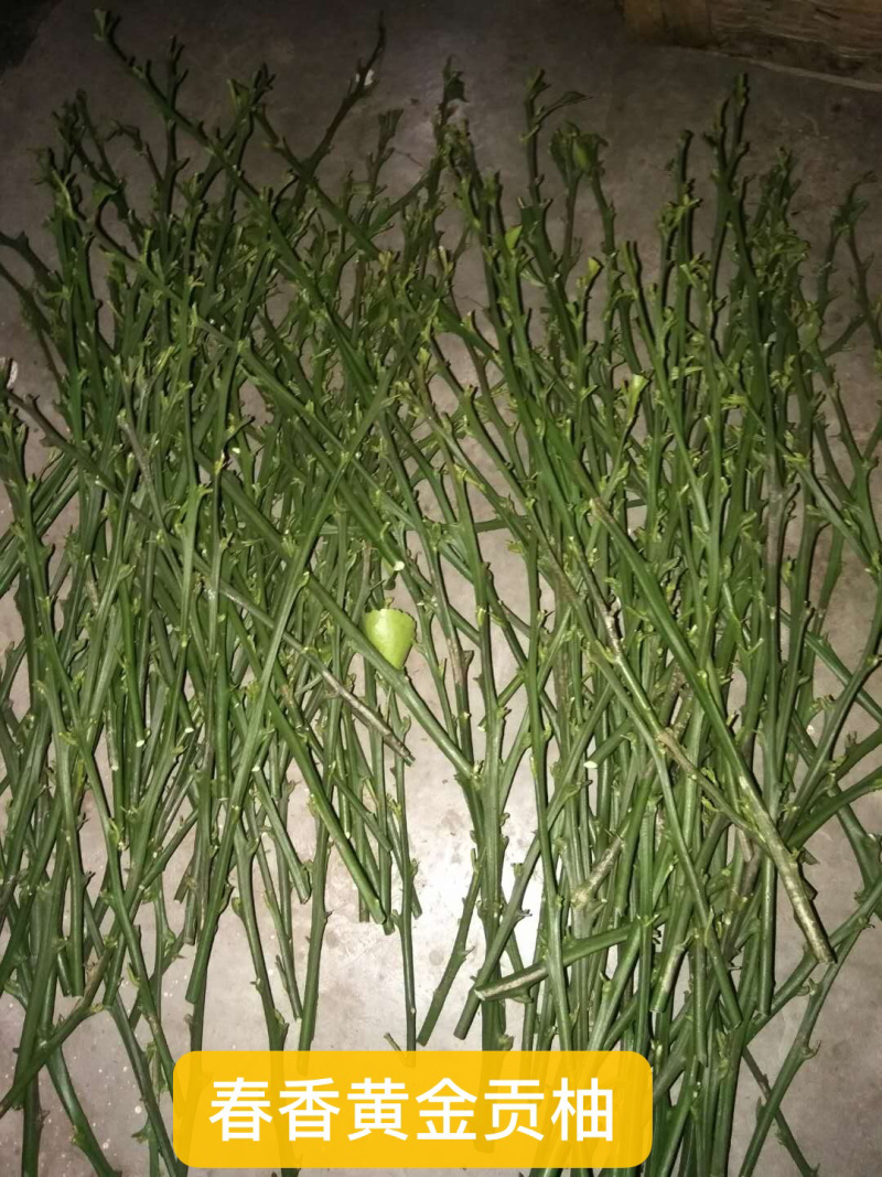 出售各类柑橘枝条