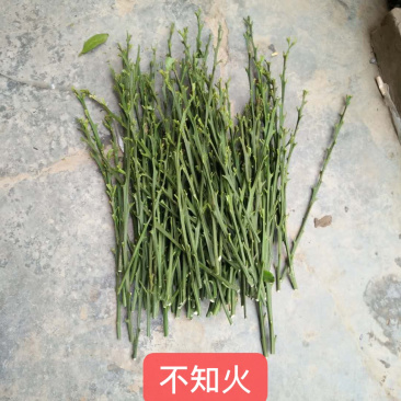 出售各类柑橘枝条