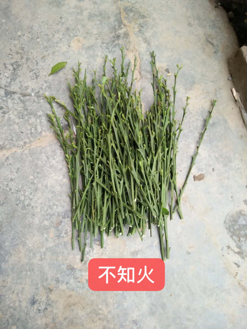 出售各类柑橘枝条