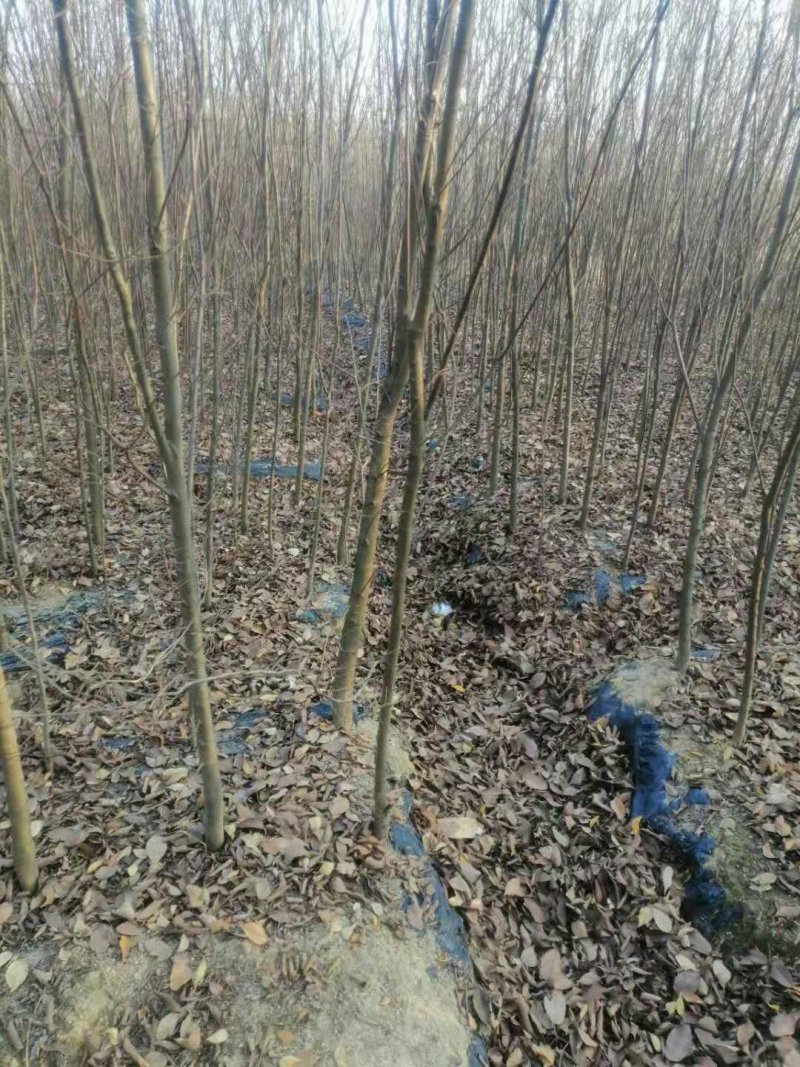 红榉树红榉苗1一5公分钢管直苗场直销任选