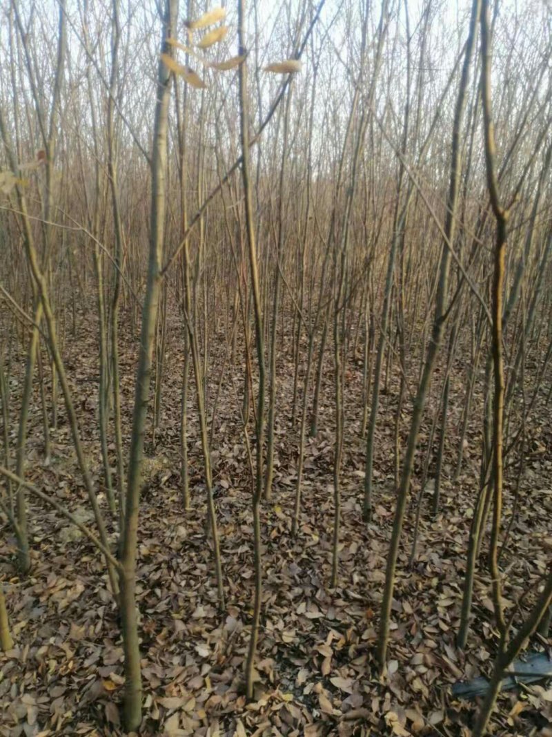 红榉树红榉苗1一5公分钢管直苗场直销任选