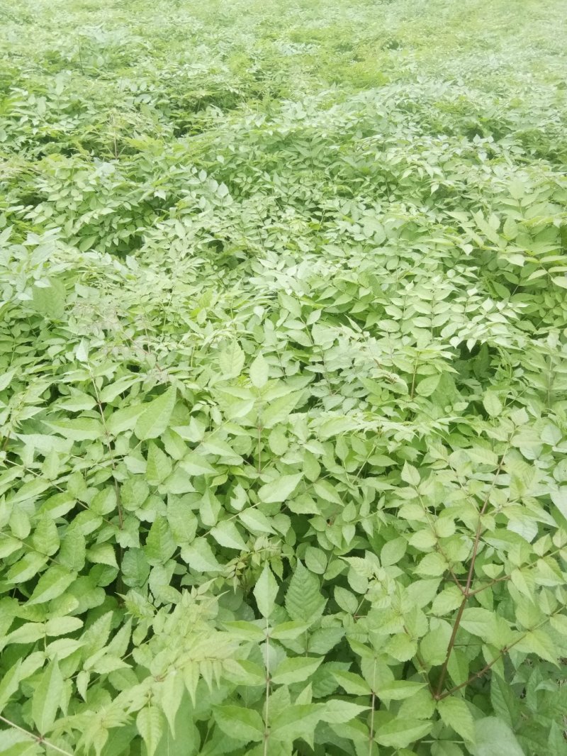 药材哥