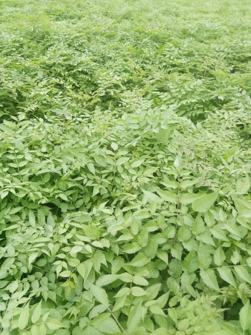 药材哥
