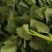 云南精品各种特色野菜板蓝根番杏臧红花田七