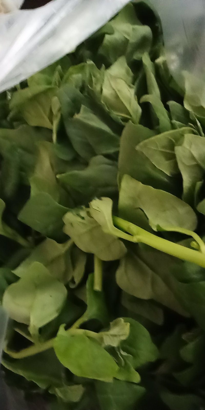 云南精品各种特色野菜板蓝根番杏臧红花田七