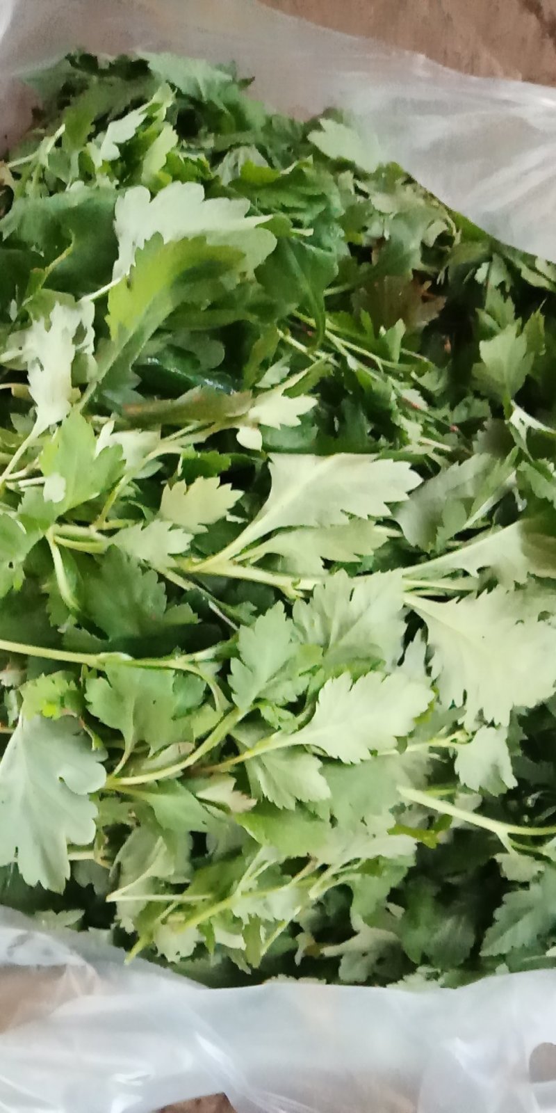 云南精品各种特色野菜板蓝根番杏臧红花田七