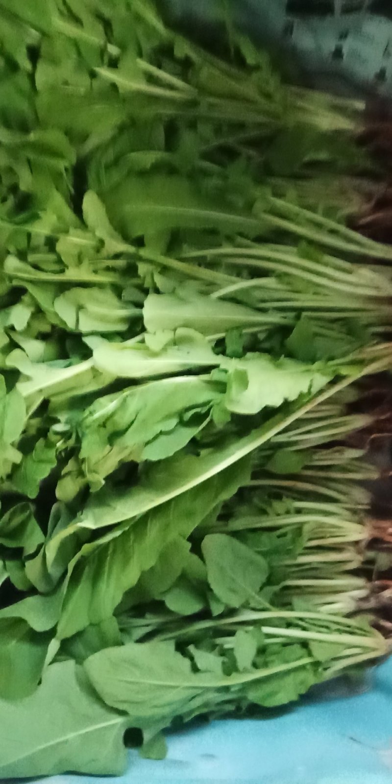 云南精品各种特色野菜板蓝根番杏臧红花田七