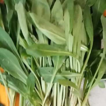 云南精品各种特色野菜板蓝根番杏臧红花田七