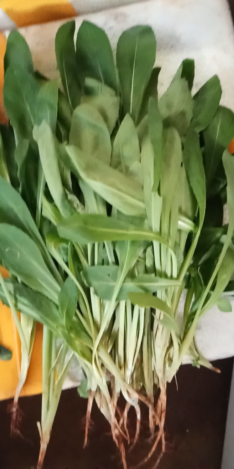 云南精品各种特色野菜板蓝根番杏臧红花田七