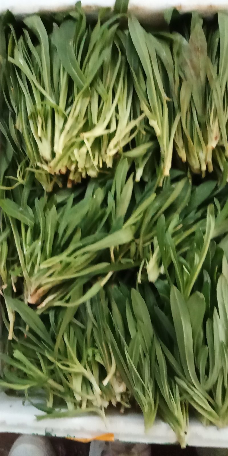 云南精品各种特色野菜板蓝根番杏臧红花田七
