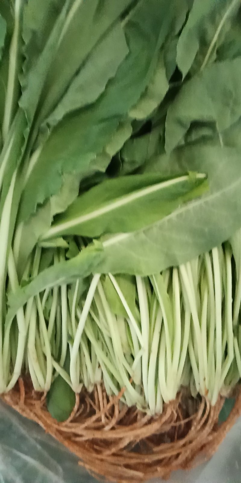 云南精品各种特色野菜板蓝根番杏臧红花田七