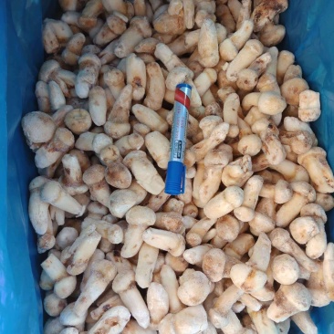 一件代发云南精品食用菌野生菌冻品野生松茸