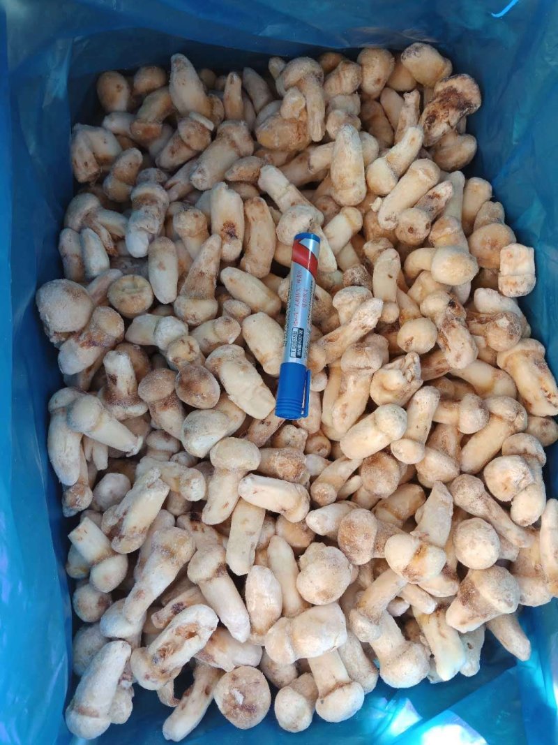 一件代发云南精品食用菌野生菌冻品野生松茸