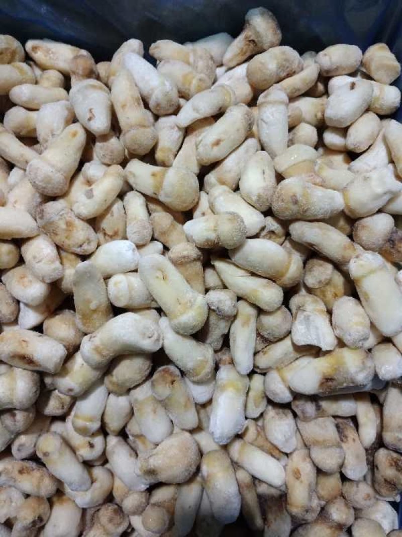 一件代发云南精品食用菌野生菌冻品野生松茸