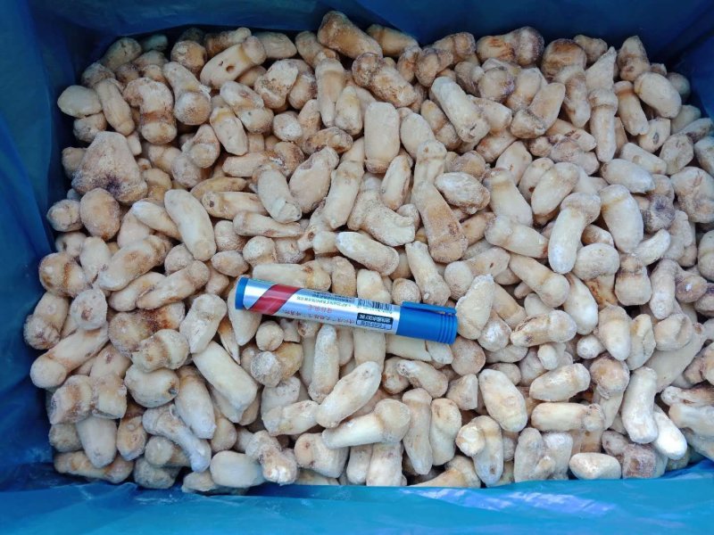 一件代发云南精品食用菌野生菌冻品野生松茸