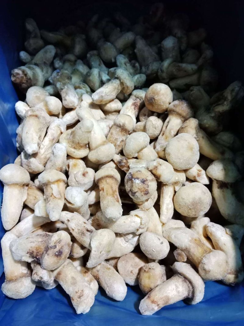 一件代发云南精品食用菌野生菌冻品野生松茸