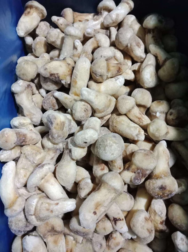 一件代发云南精品食用菌野生菌冻品野生松茸